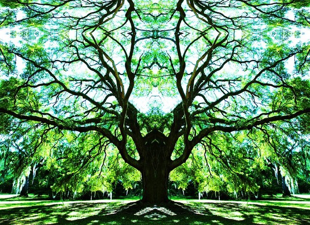 nature-2672593_960_720.jpg