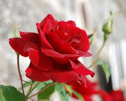 Rose flowers.jpg