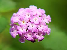 Lantana_camara_(72).jpg