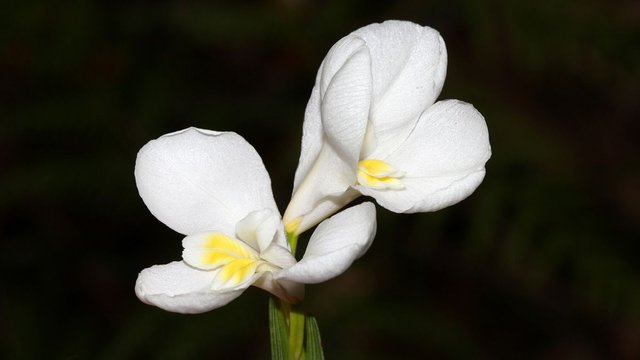 Isophysis moraea White Flag-iris HSOCA Latrobe Tas 2017-10-26.jpg