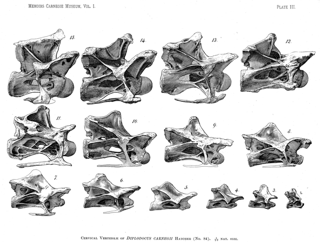 hatcher1901-plate3-cervical-vertebrae-right-lateral.png