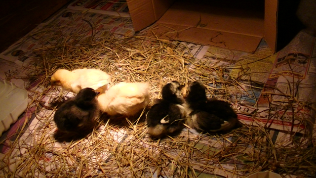 180516-06_first-chicks-01_800x450.png