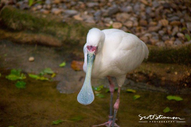 Spoonbill-1.jpg