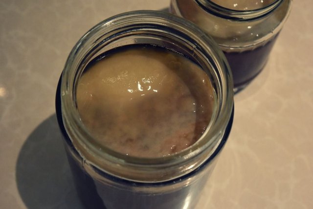 scoby-9.jpg