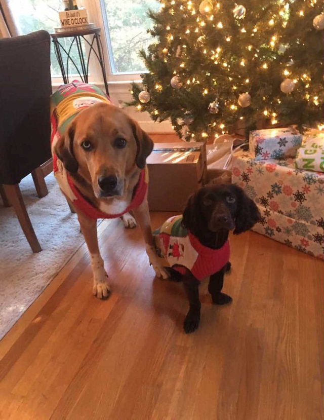 christmas dogs.jpg