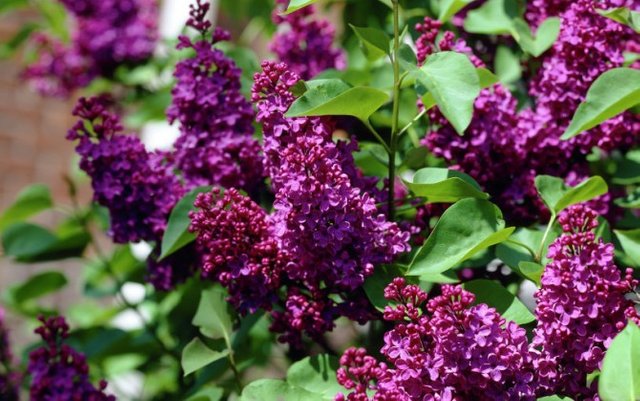 Syringa-Vulgaris-3-670x420.jpg