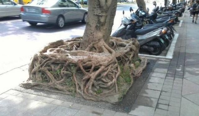 amazing root.jpg