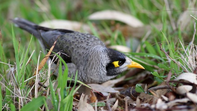 Noisy Miner 4.jpg