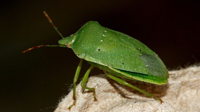 Pentatomidae Nezara viridula n1 BY Tas MV Light 2017-10-15.jpg