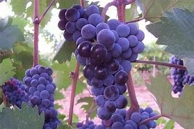 Adakarasi Grapes.jpeg