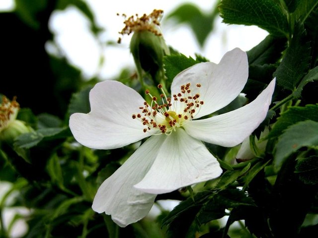 White flowerr.JPG