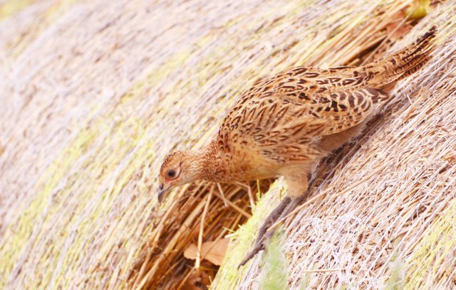 female_pheasant.jpg