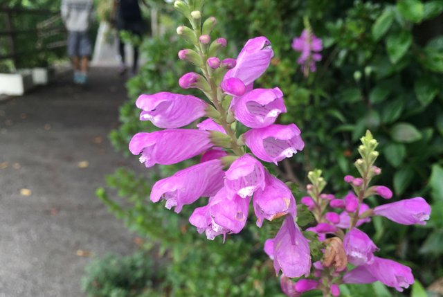 purply_pink_flowers.jpg