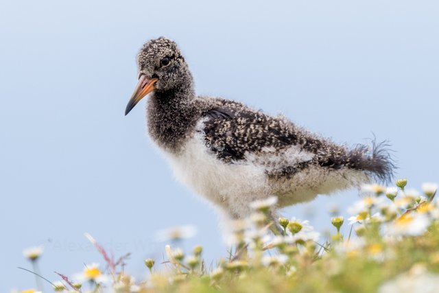 Oystercatcher.JPG