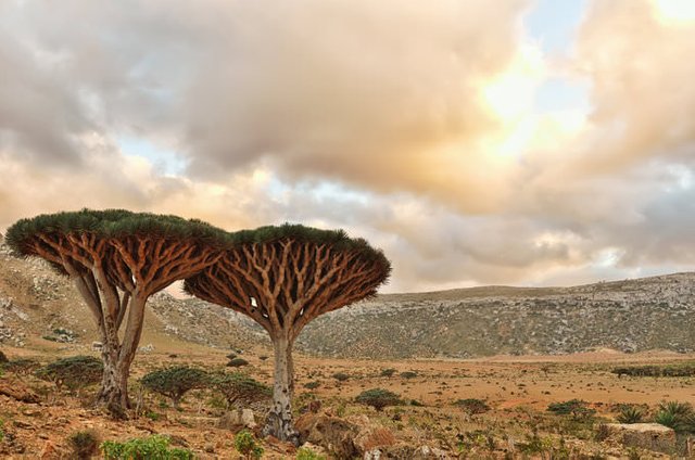 Socotra-Island-in-Yemen-6.jpg