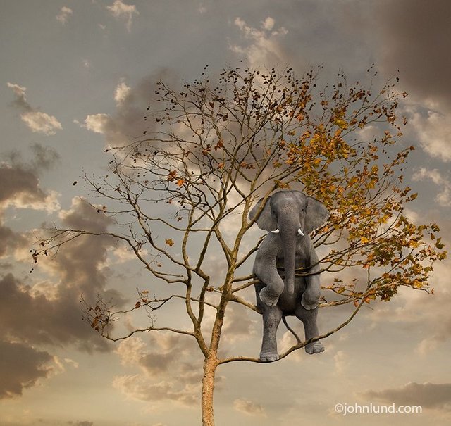 Joke 07 "You know why you never see elephants hiding up in trees?" — Steemit