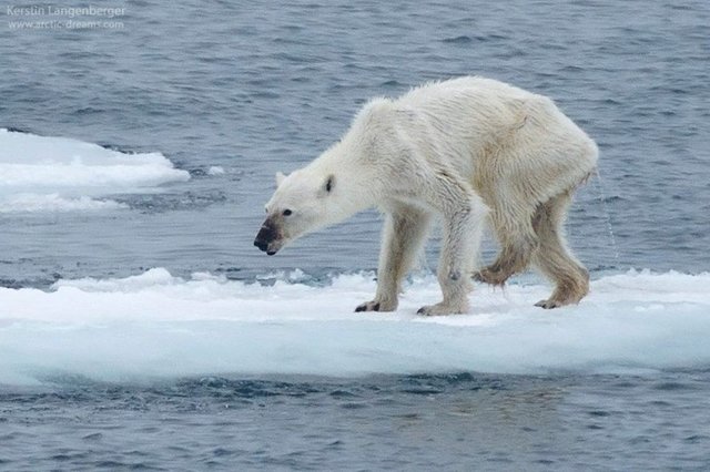 polar-bear-tragedy-svalbard-norway-1-889x592.jpg