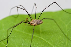1280px-harvestmen-close-macro.jpg