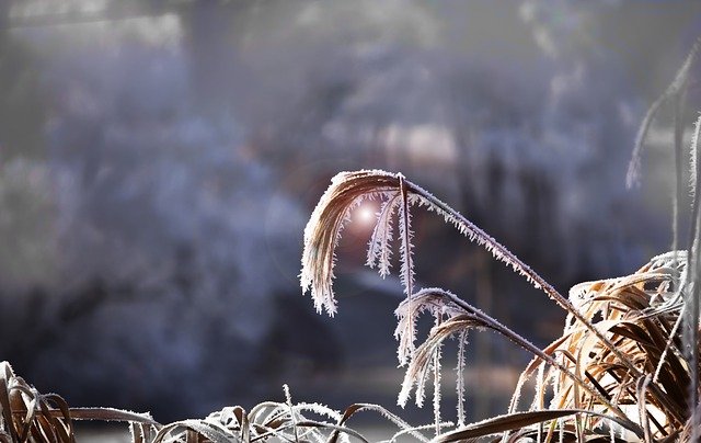reed-2920848_640.jpg