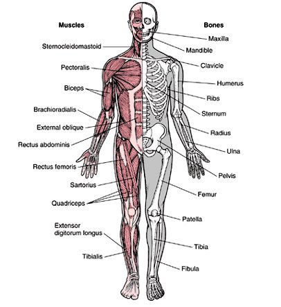 sist locomotor.jpg