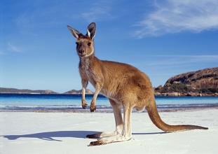 australie-kangourou.jpg