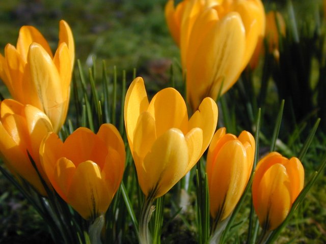 springcrocus4906.jpg