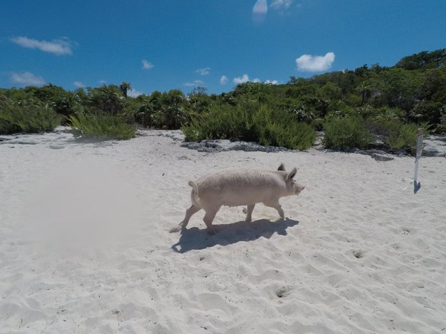 pigbeach.JPG