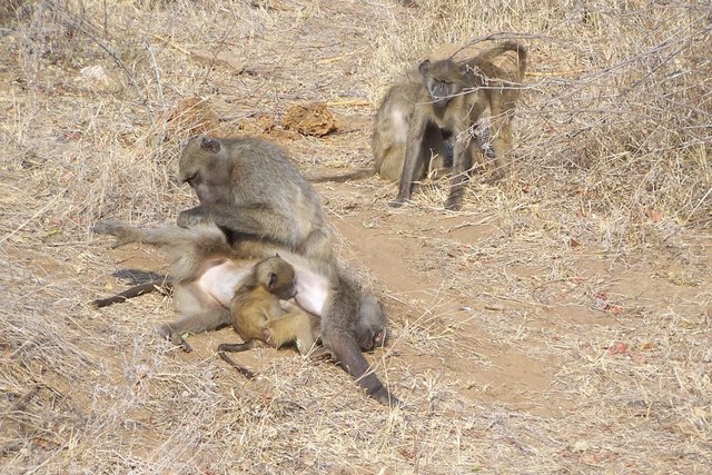 KNP Satara-Lower Sabi 2009 466.JPG