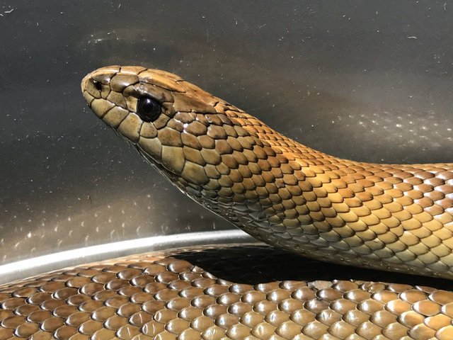 20170113-subadult-mole-snake-rescued-near-sunset-beach-western-cape-02.jpg