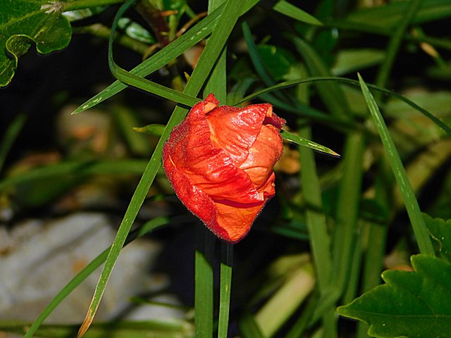 flowers of paradise, nature, photography by jeronimo rubio, all rights reserved, 2018 (307).JPG