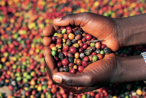 Africa-coffee1.jpg