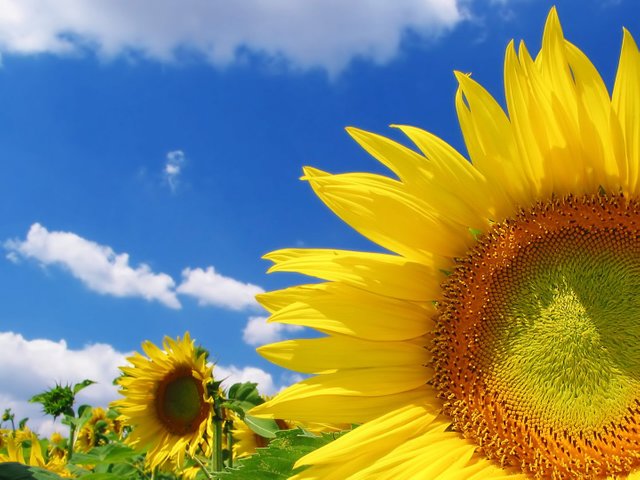 girasol-en-el-campo.jpg