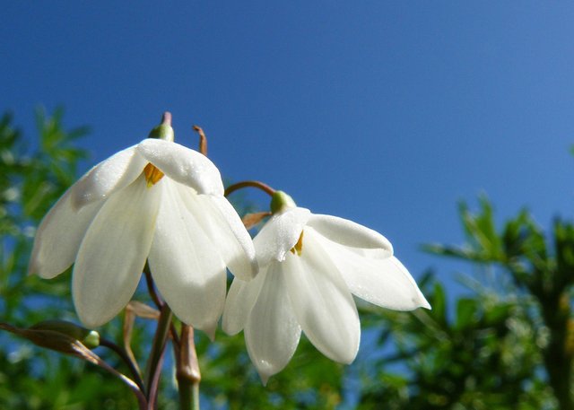 Three-leaved Snowflake Leucojum trichophyllum or Acis trichophylla 4.jpg