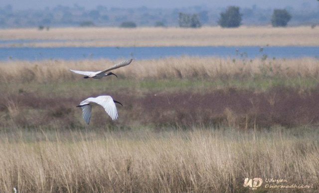 IBIS habitat.jpg