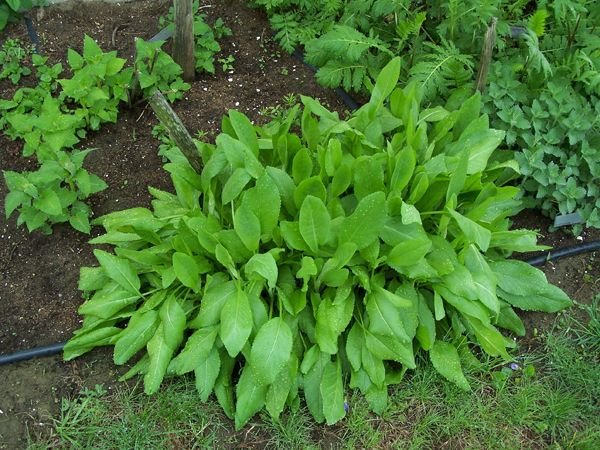 West Herb Garden - Bee balm, bible plant, tansy, catmint crop May 2006.jpg