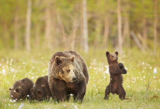 funny-mamma-bear-and-baby-bear-4713.jpg