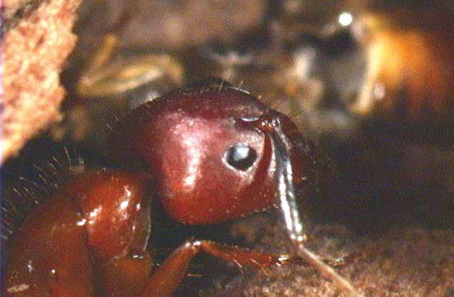 carpenter-ant-working-close-up_720x471.jpg