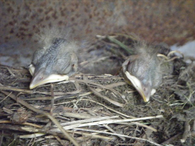 Nest full of chicks (7) (2015_09_28 11_13_35 UTC).JPG