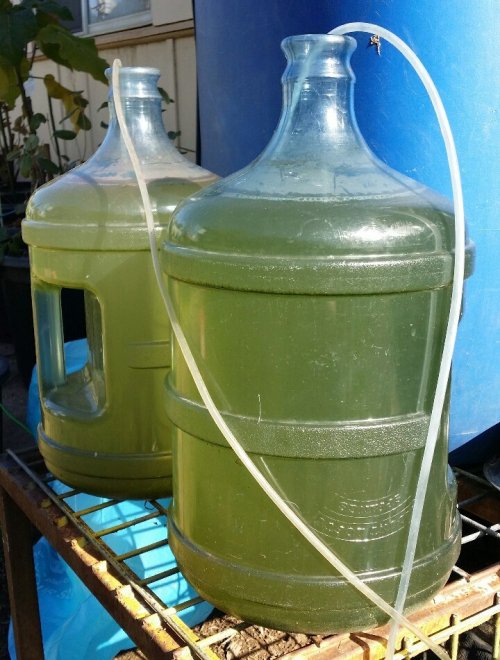 bioreactor.jpg