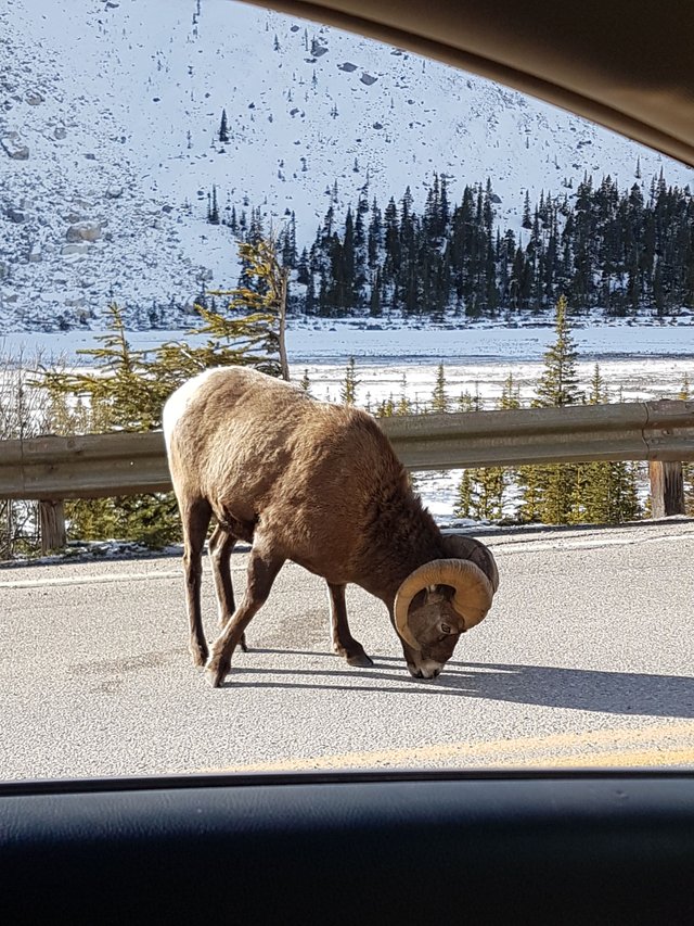 #5 Ram licking salt on road.jpg