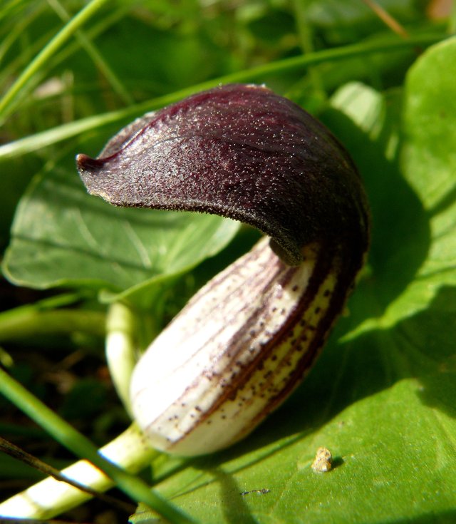 arisarum simorrhinum 1.jpg