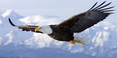 bald-eagle-400x198.jpg