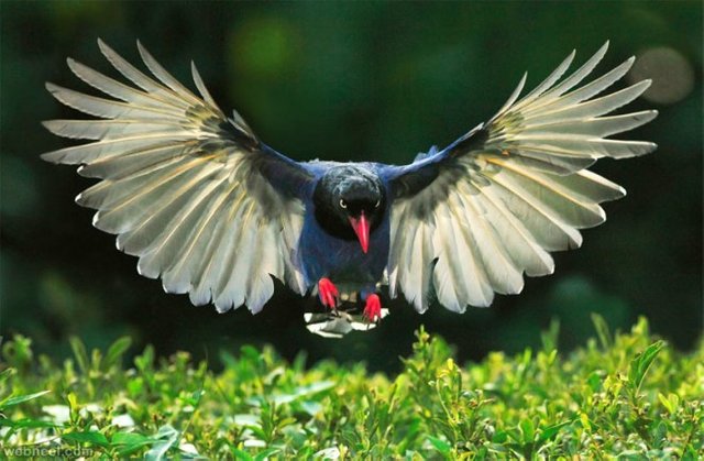 2-bird-photography-taiwan-blue-magpie.preview.jpg