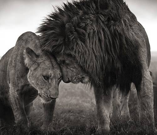 Lion Love.jpg