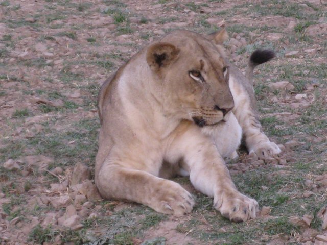 lionesses relaxing.JPG