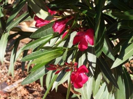 184627-425x318-oleander.jpg