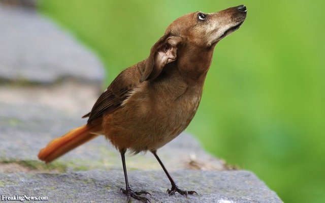 nancybird.jpg