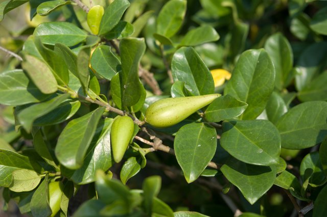 ggymnema-sylvestre.jpg