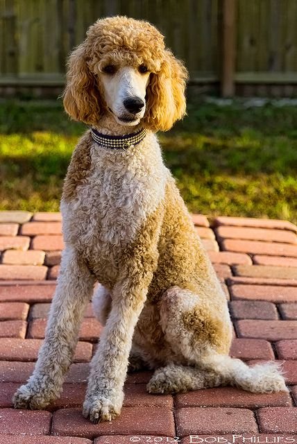 929bf11f7c8fe67b5c9a308a1d56a95c--poodle-haircut-poodle-puppies.jpg