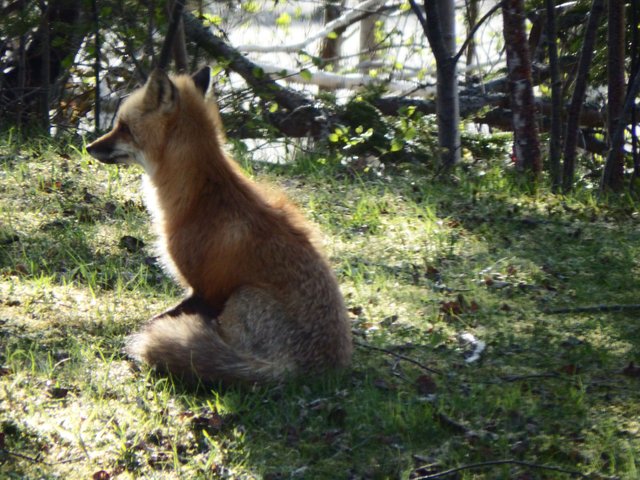 Momma fox on the lookout.jpg